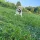 Hunde Apportierdummy Stockente